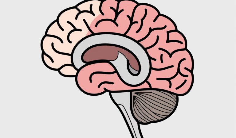 Sagittal View of Brain Label Quiz